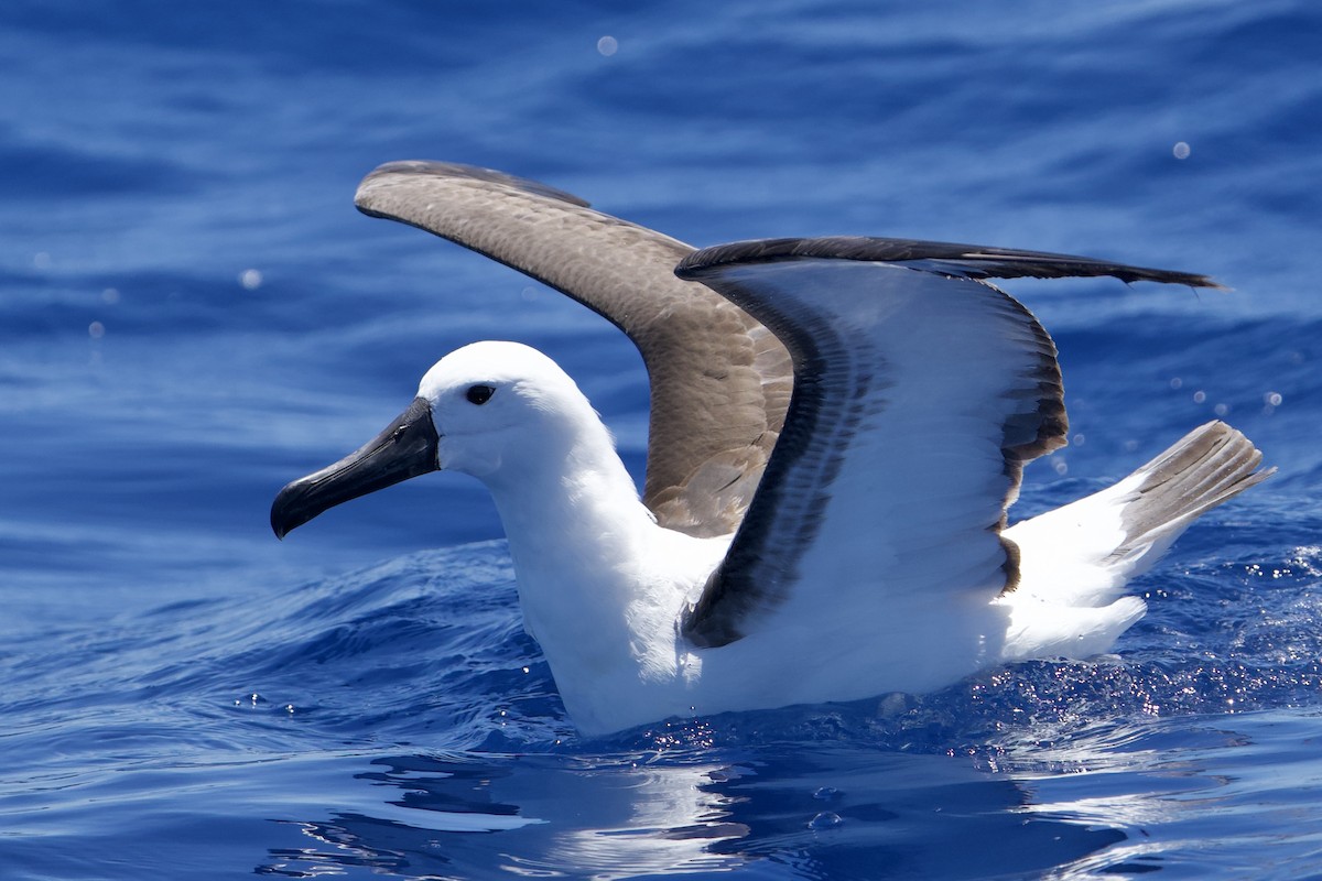 Albatros Picofino Pacífico - ML646731775