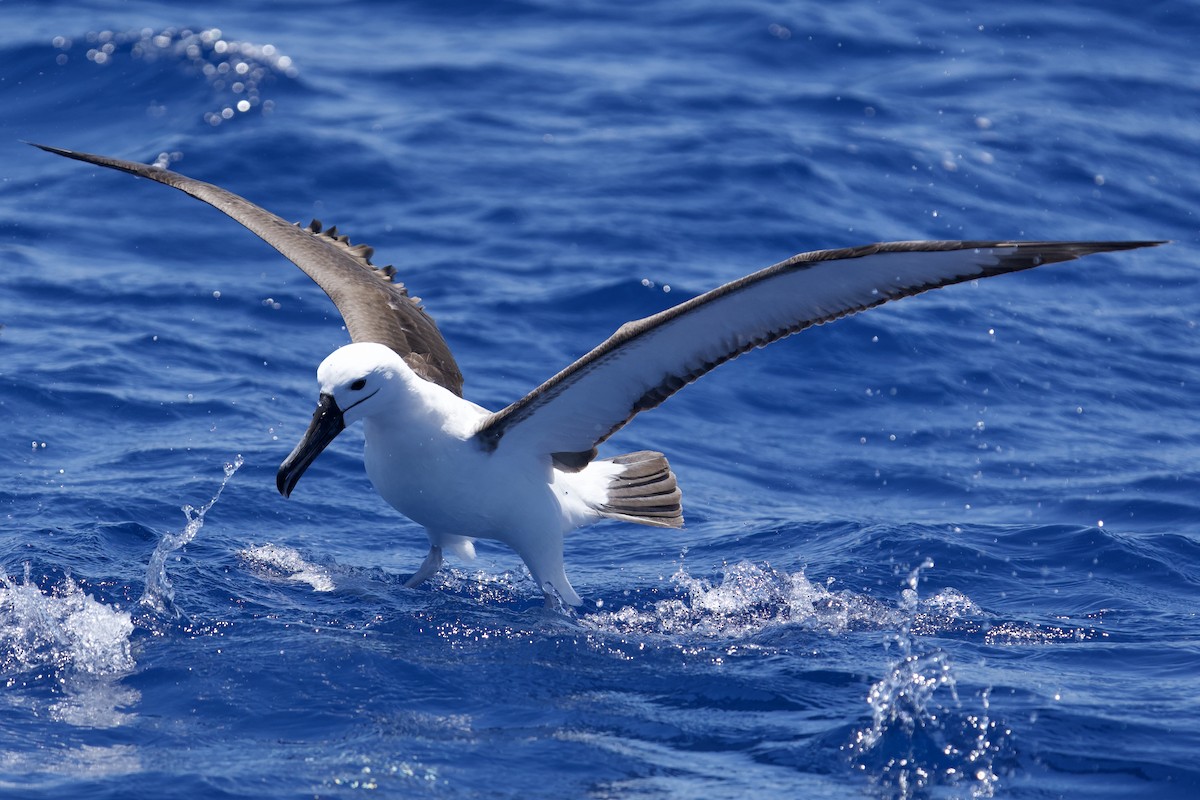 Albatros Picofino Pacífico - ML646731776