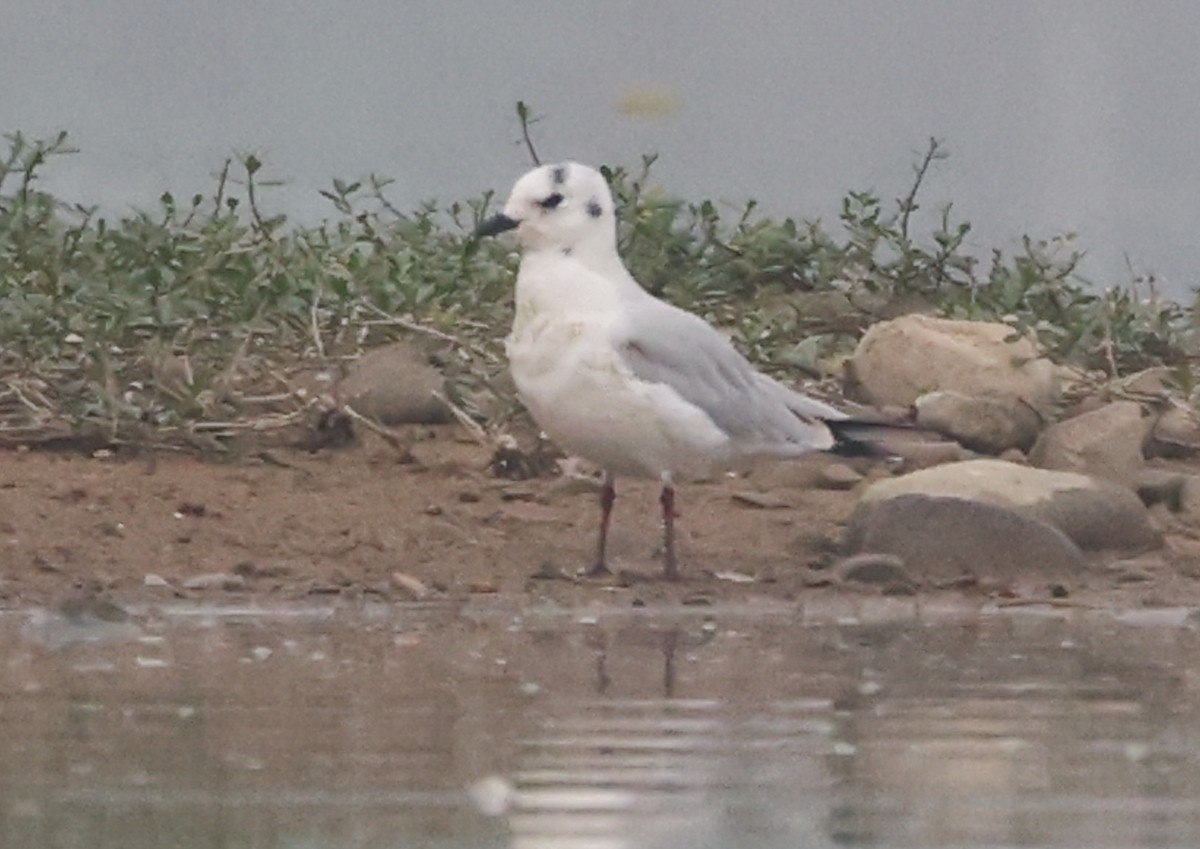 Gaviota de Saunders - ML646731778