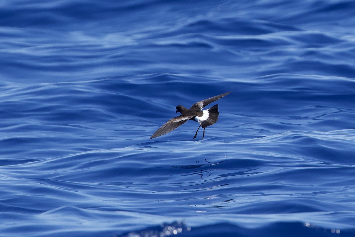 Paíño de Wilson - ML646731780