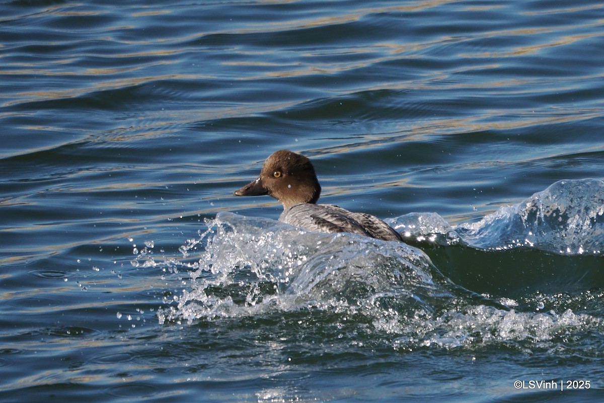 Porrón Osculado - ML646731782
