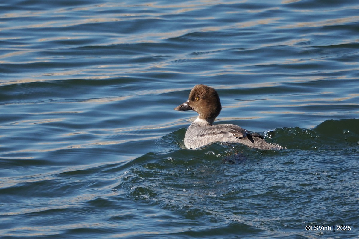 Porrón Osculado - ML646731783