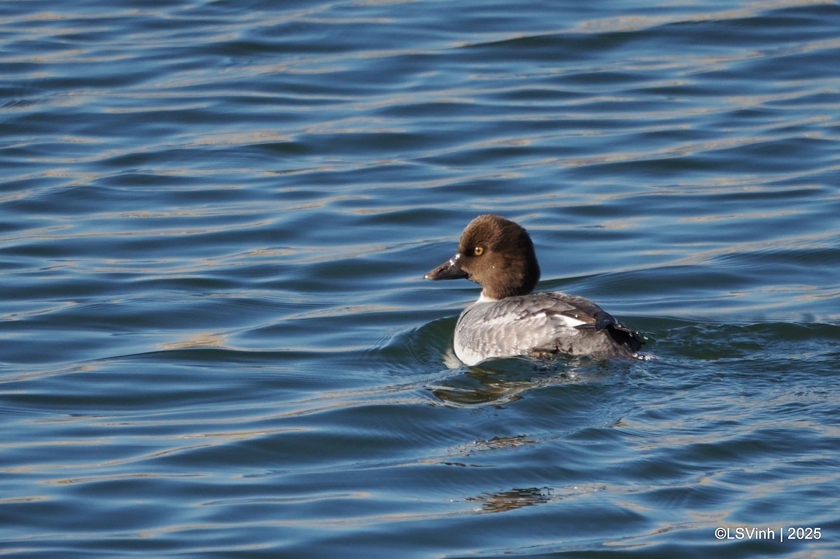 Porrón Osculado - ML646731784