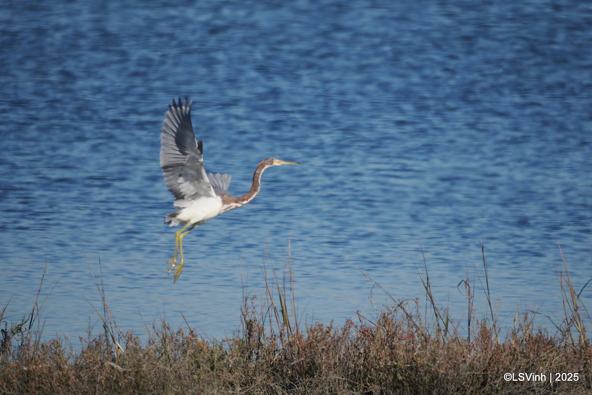 Трёхцветная цапля - ML646731785
