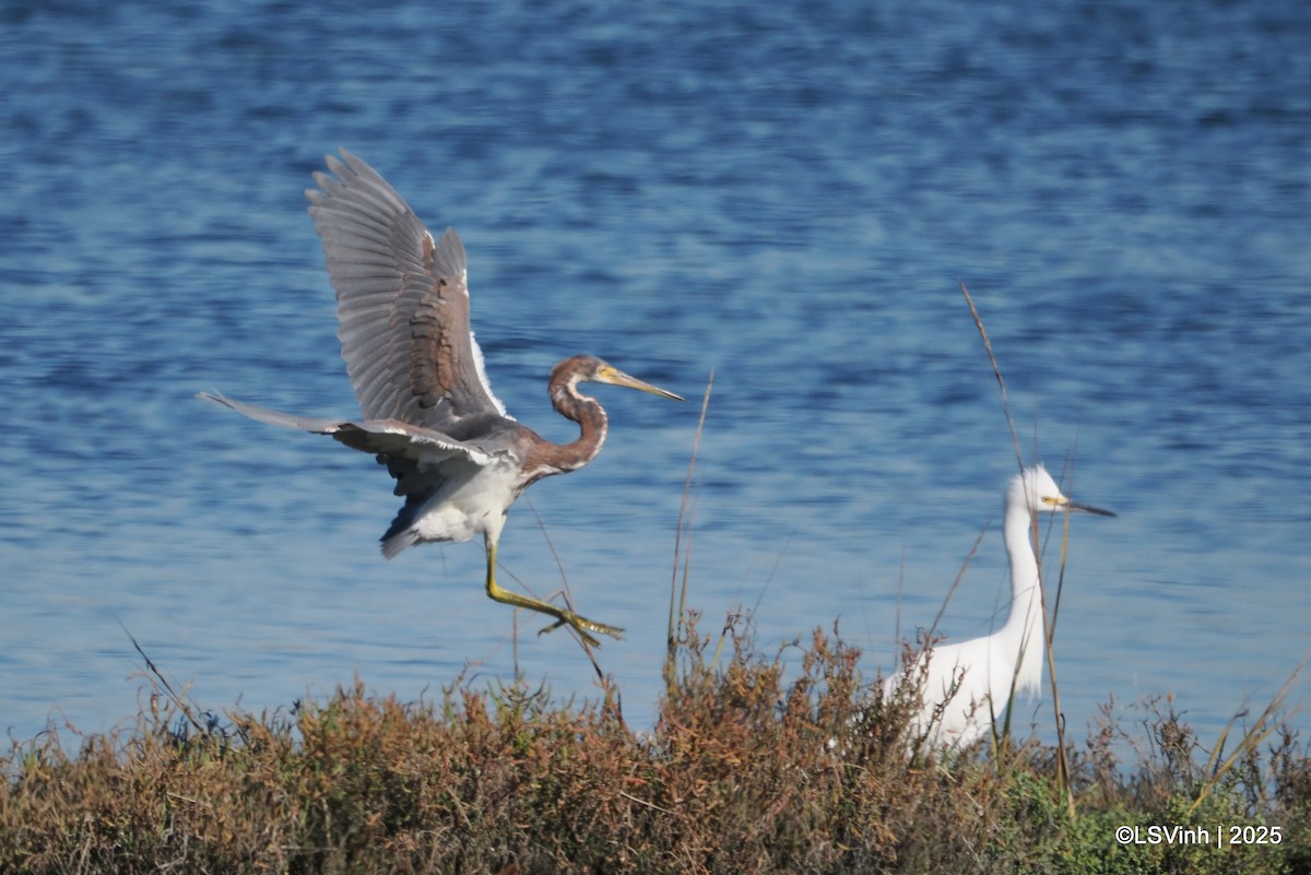 Трёхцветная цапля - ML646731786