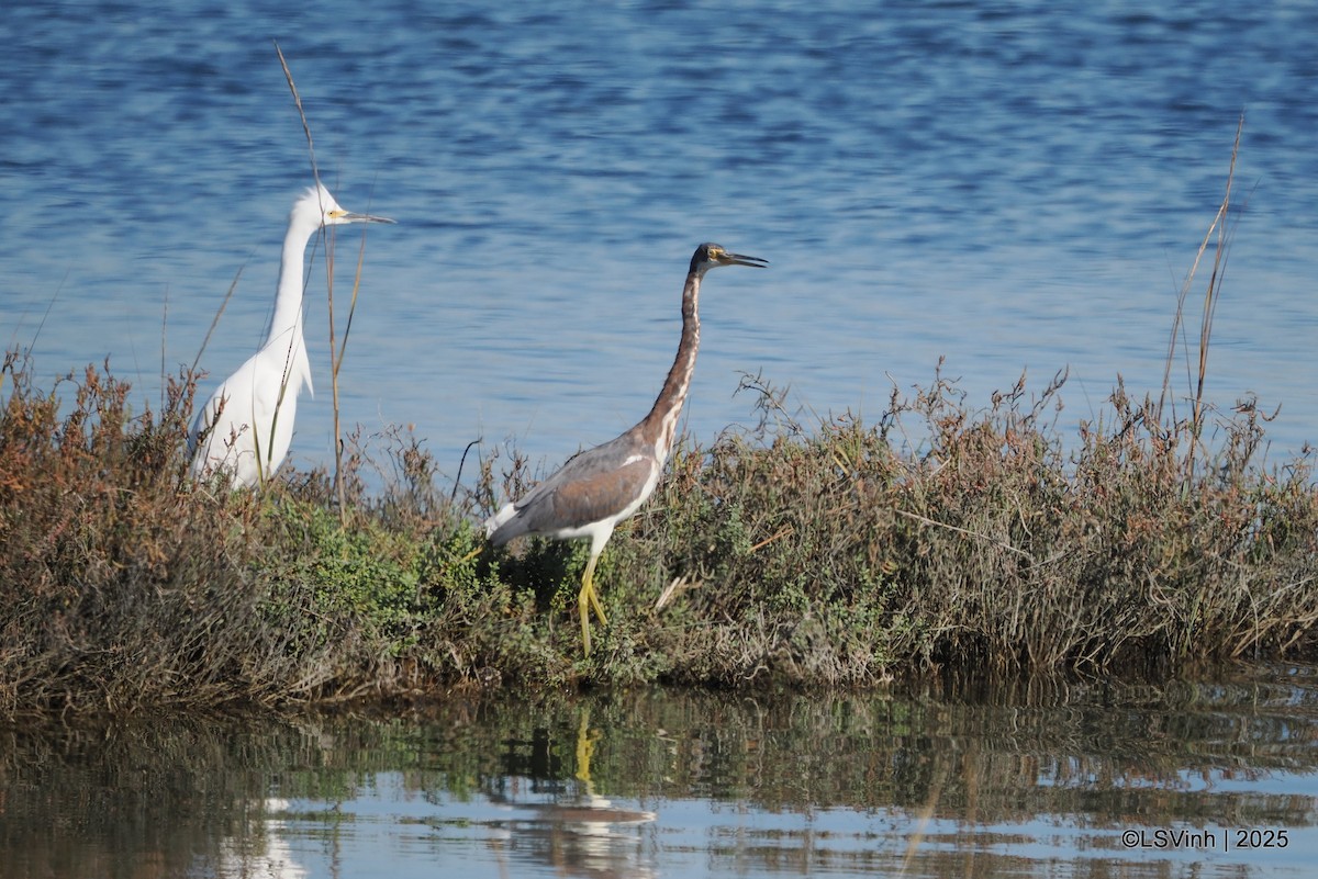 Трёхцветная цапля - ML646731787