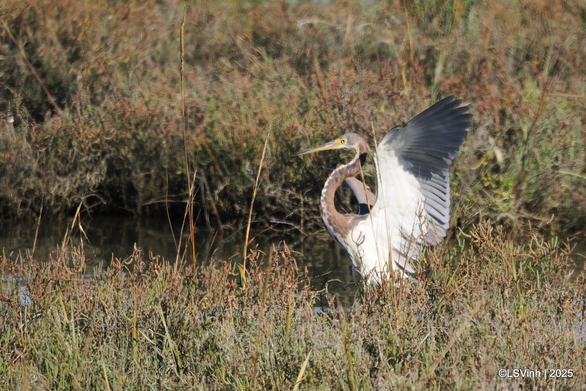 Трёхцветная цапля - ML646731788