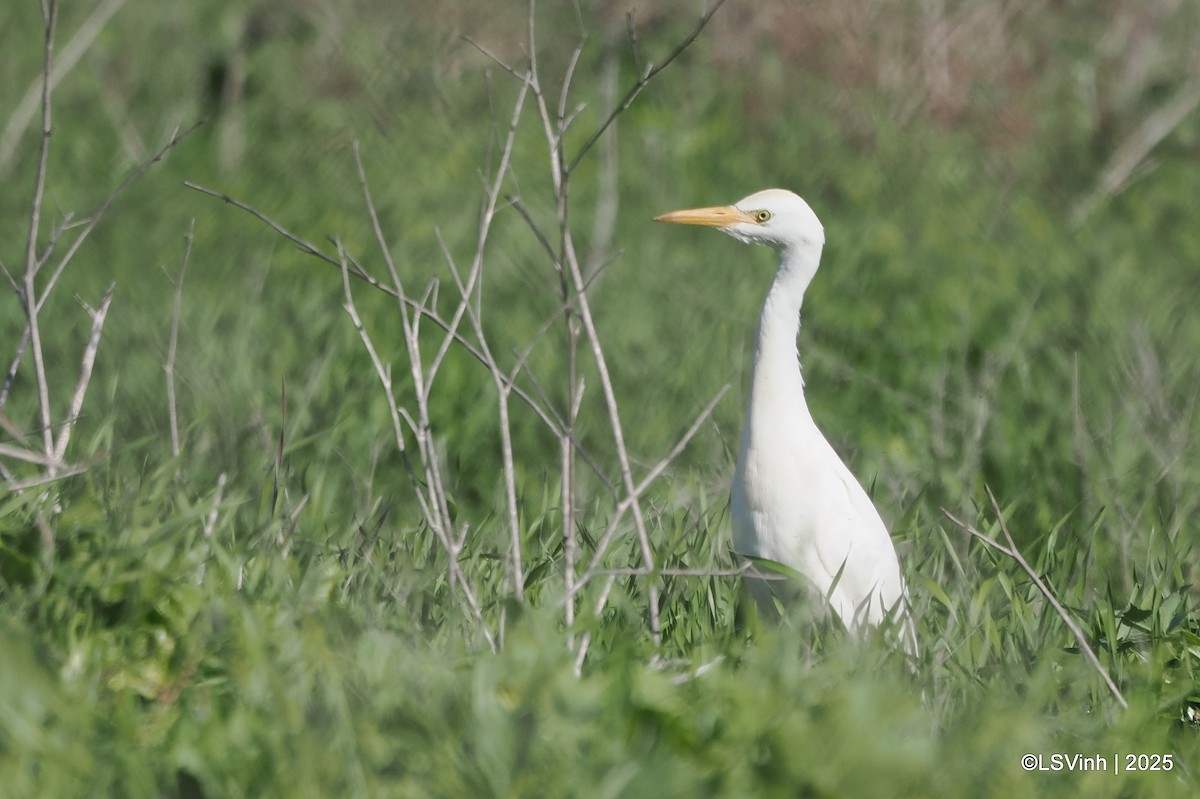 Египетская цапля - ML646731789