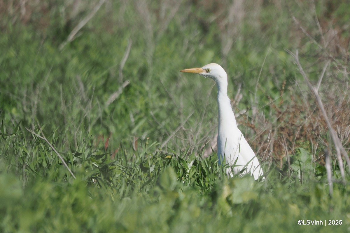 Египетская цапля - ML646731790