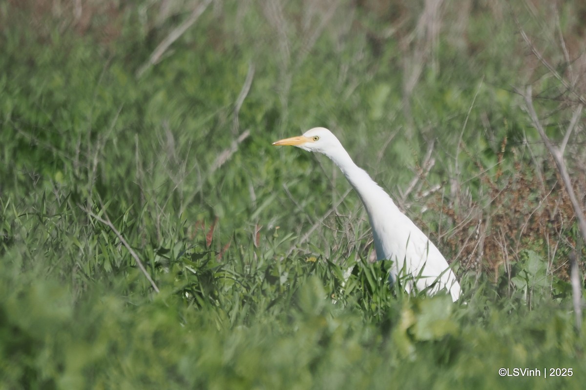Египетская цапля - ML646731791