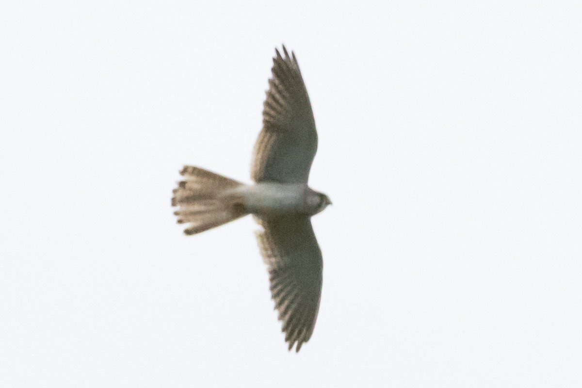 Cernícalo Australiano - ML646731792