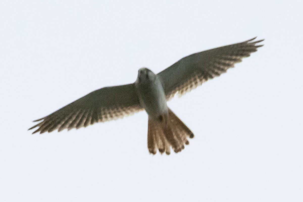 Cernícalo Australiano - ML646731797