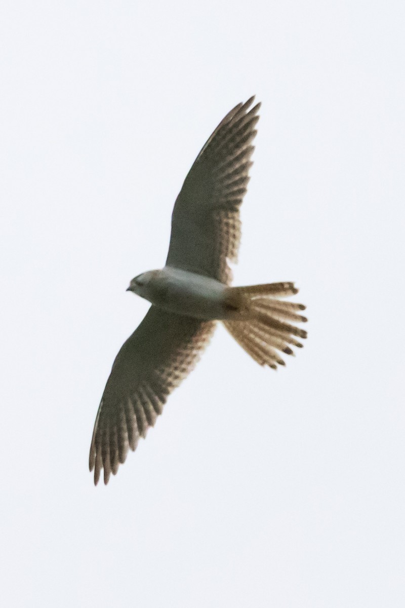 Cernícalo Australiano - ML646731798