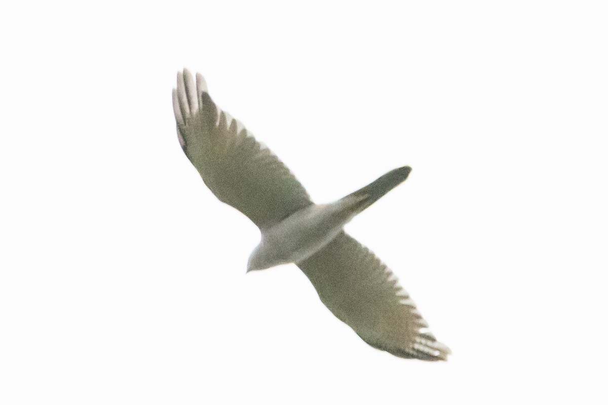 Azor Gris - ML646731799