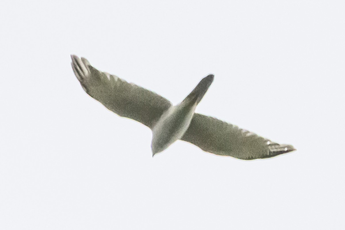 Azor Gris - ML646731800