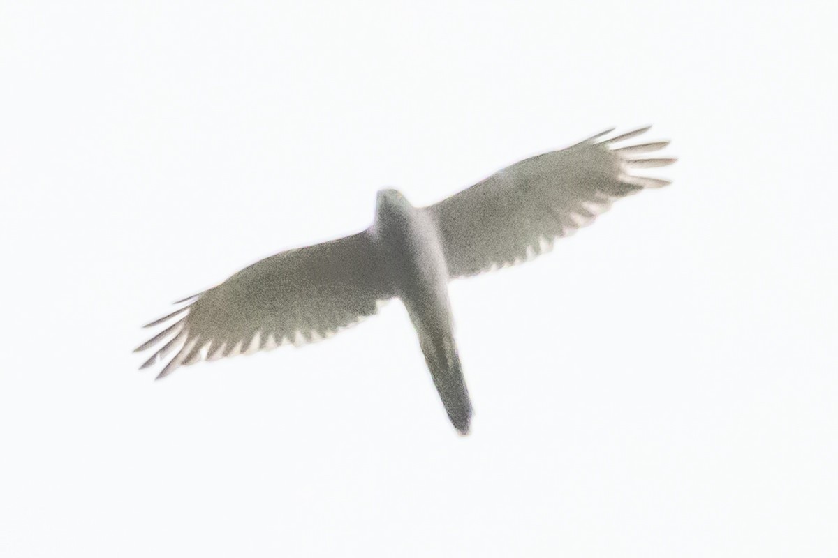 Azor Gris - ML646731801