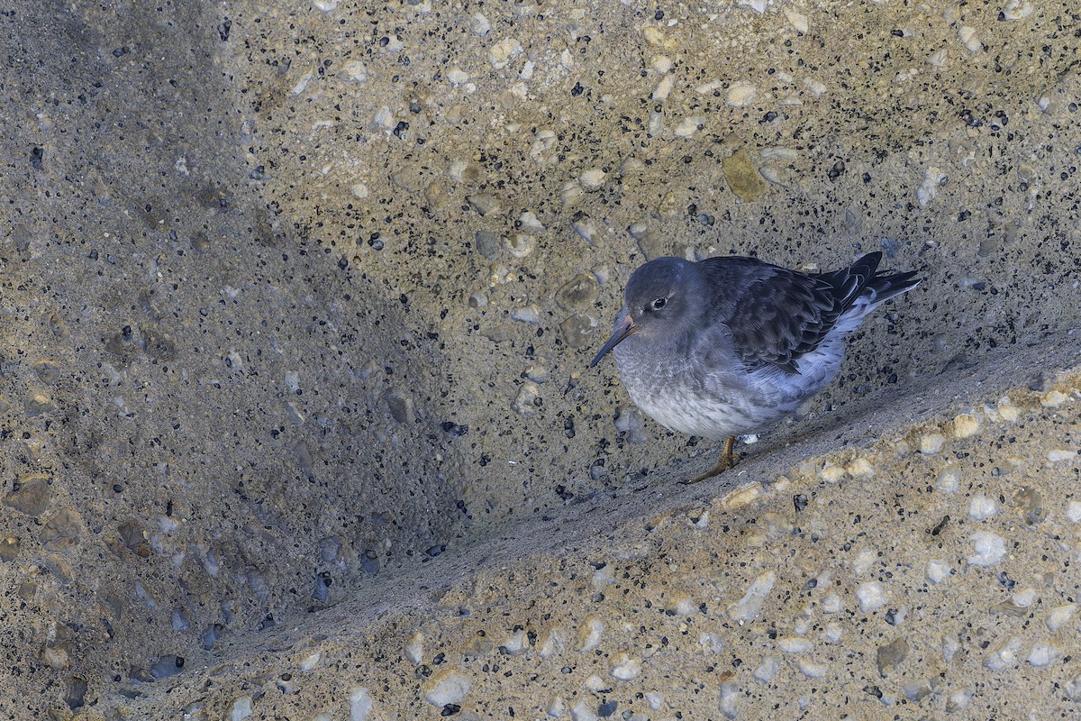 ムラサキハマシギ - ML646731802