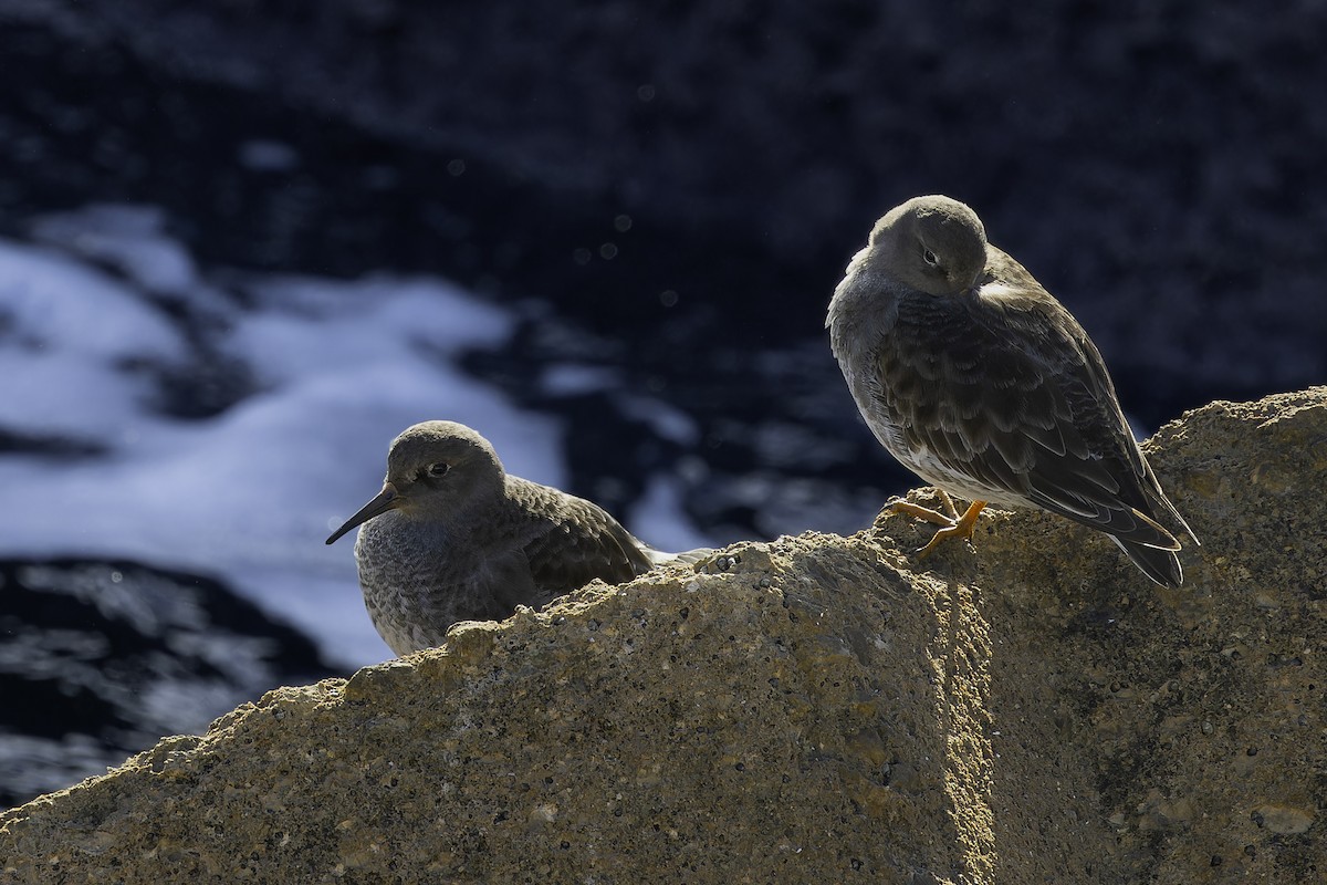 ムラサキハマシギ - ML646731803