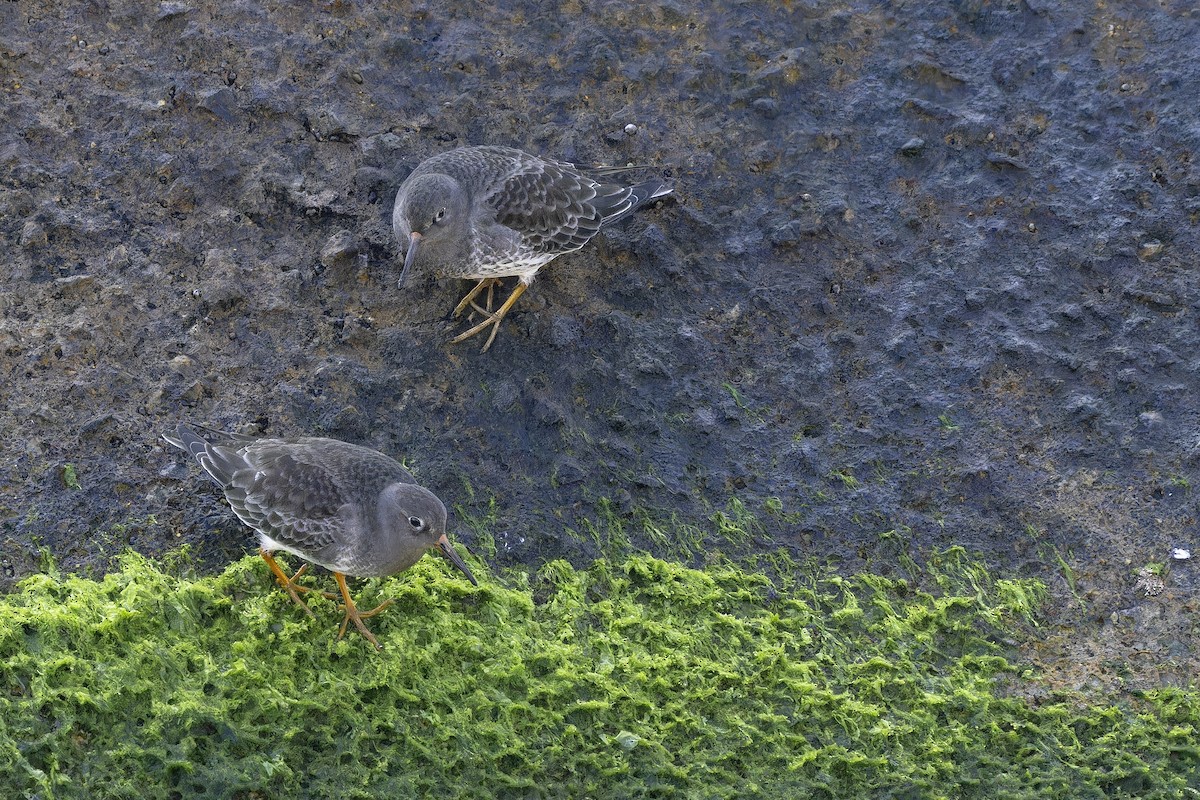 ムラサキハマシギ - ML646731804