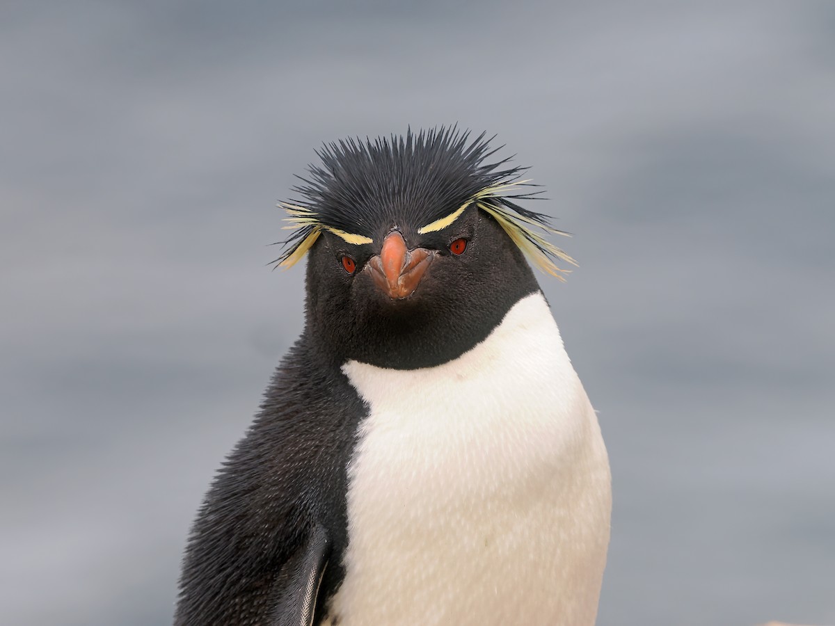 Gorfou sauteur - ML646731805