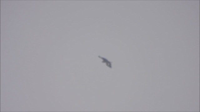 Підорлик великий - ML646731806