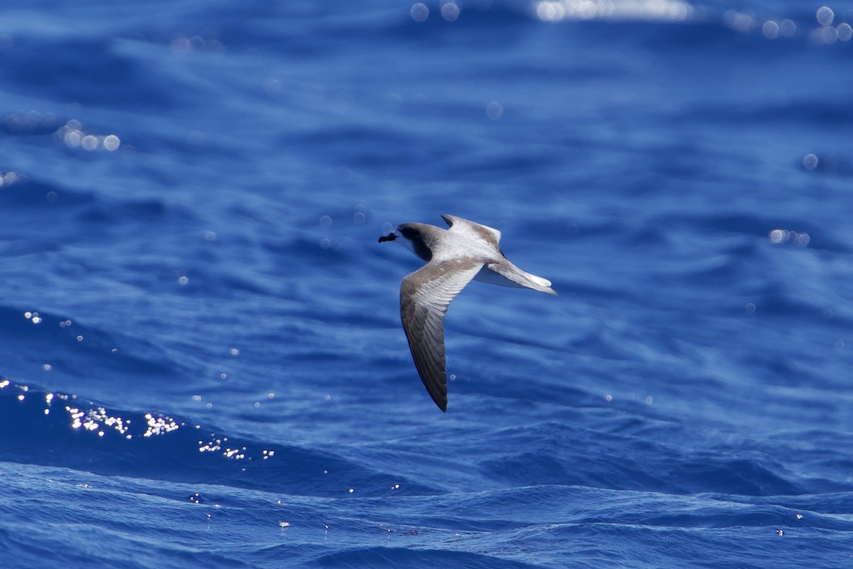 Gould's Petrel - ML646731808
