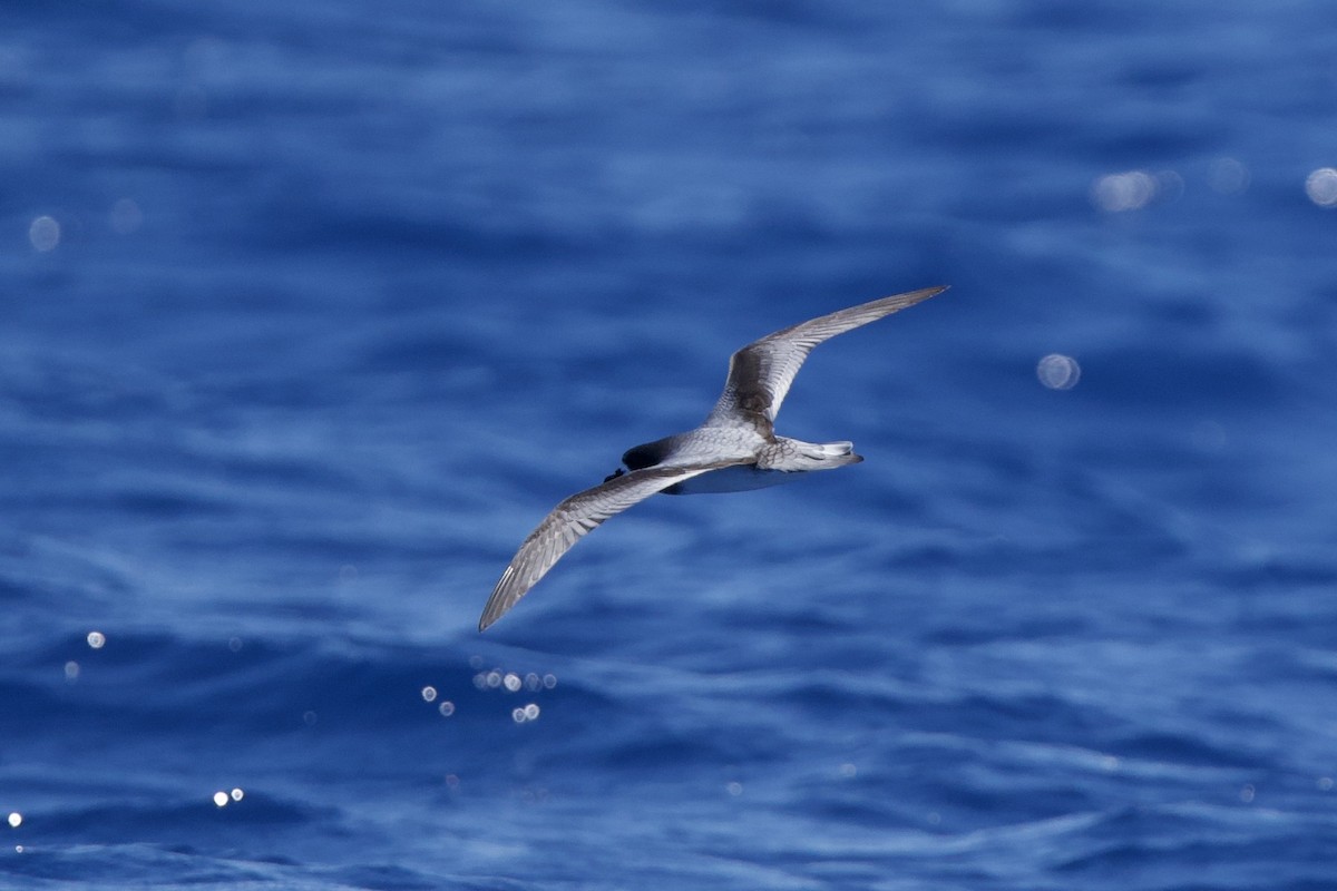 Gould's Petrel - ML646731809