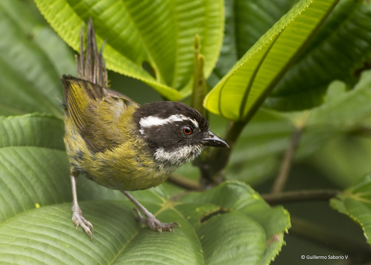 Sooty-capped Chlorospingus - Guillermo  Saborío Vega