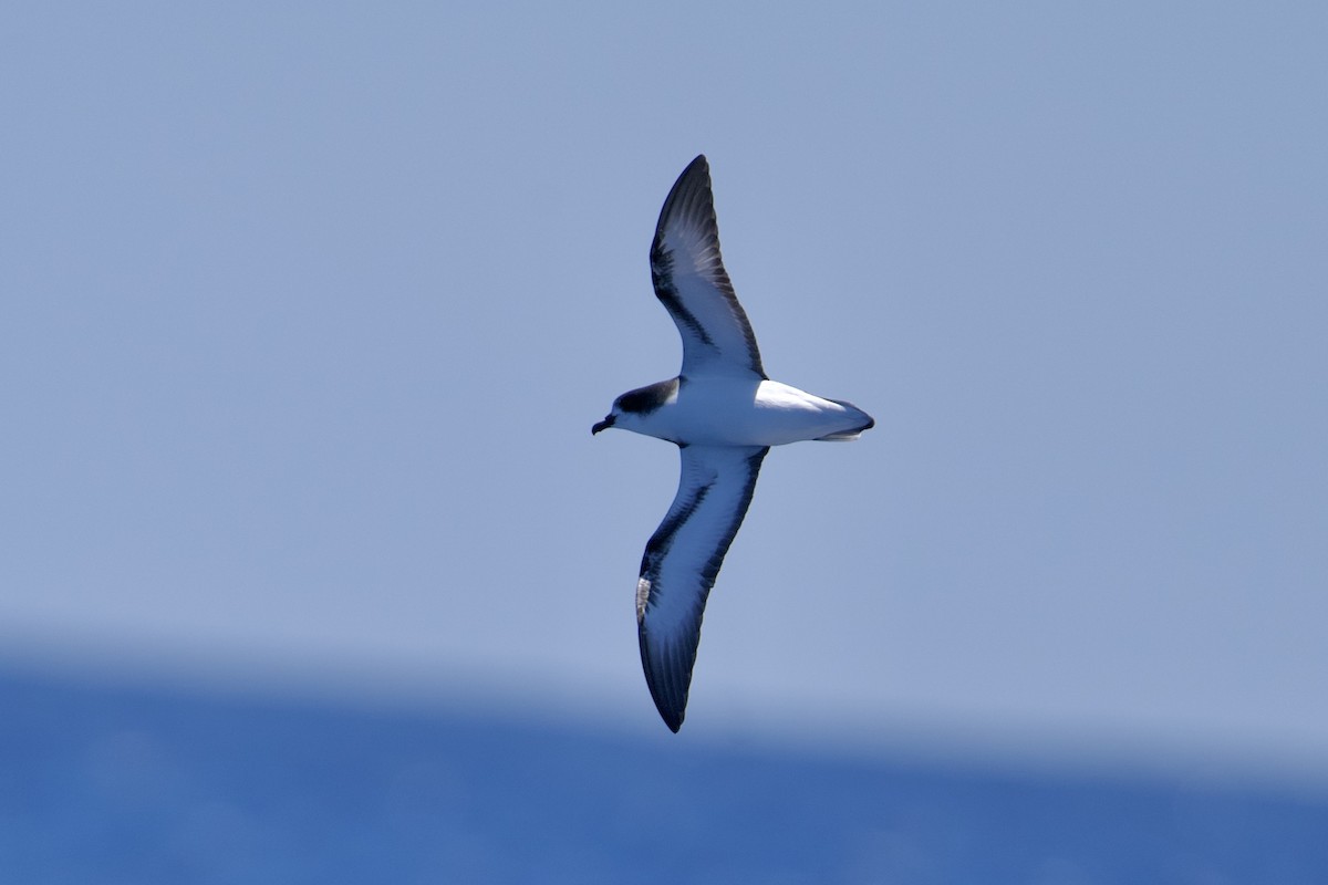 Gould's Petrel - ML646731810