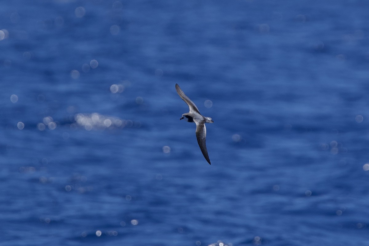Gould's Petrel - ML646731811