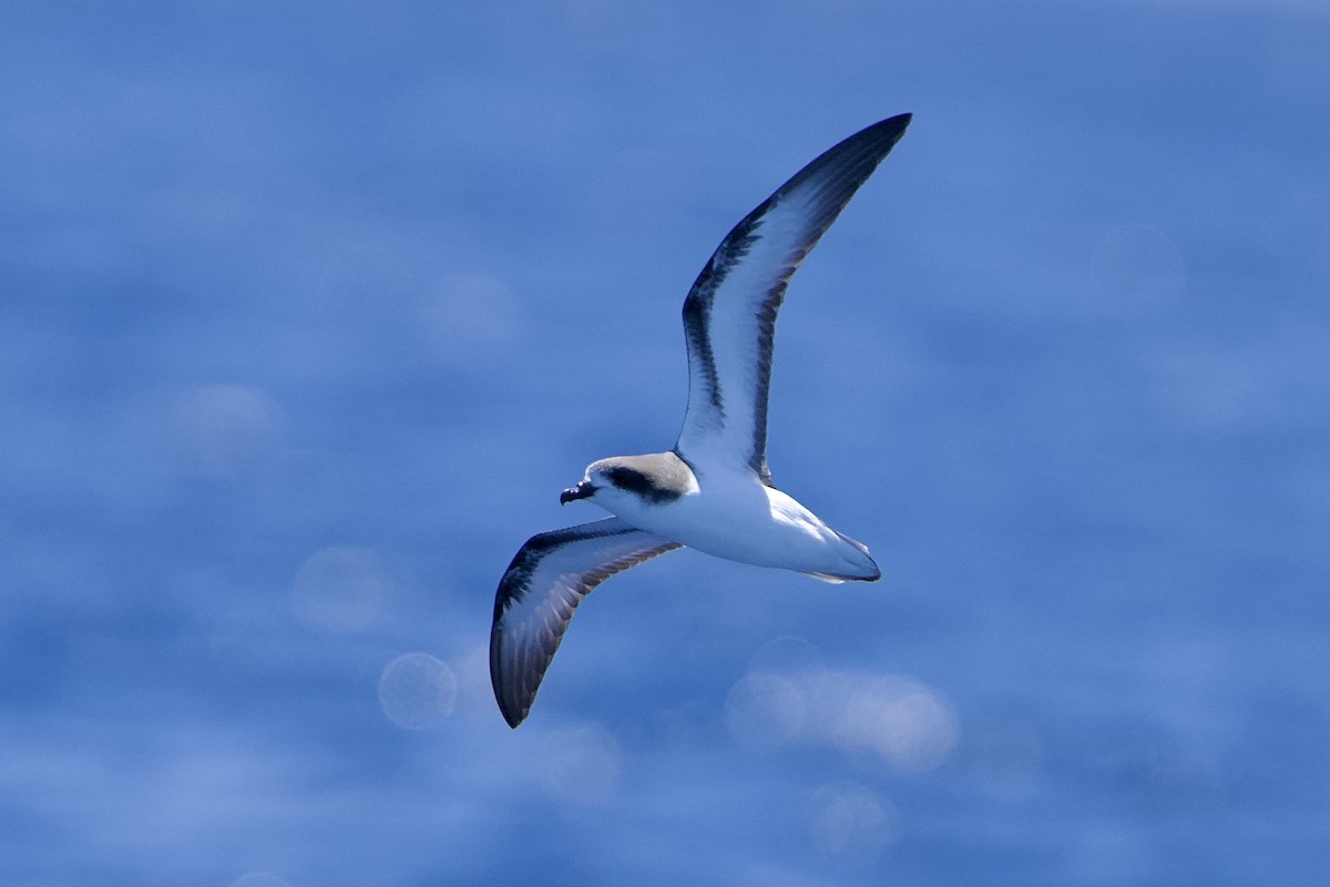 Gould's Petrel - ML646731812