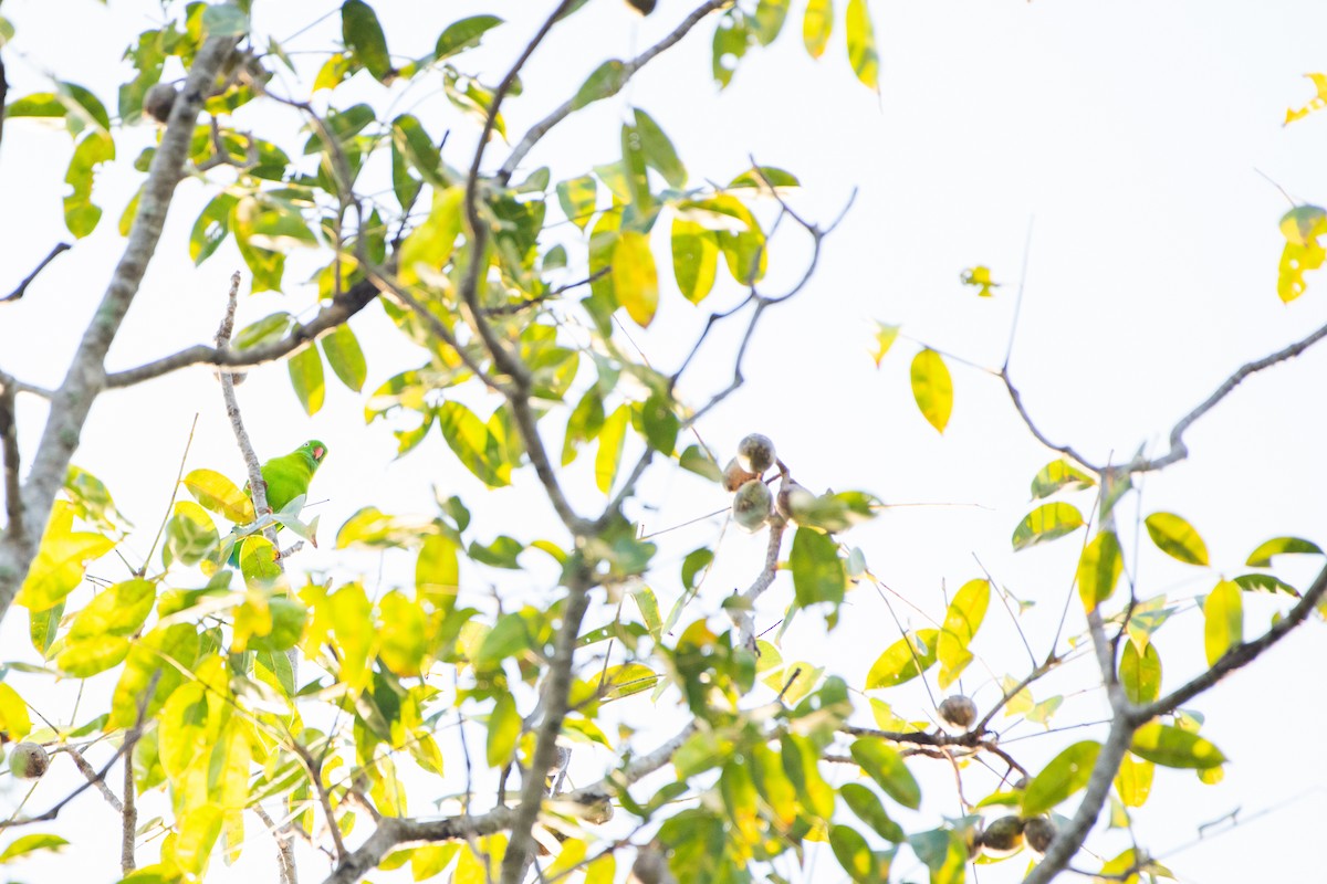 Frühlingspapageichen - ML646731814