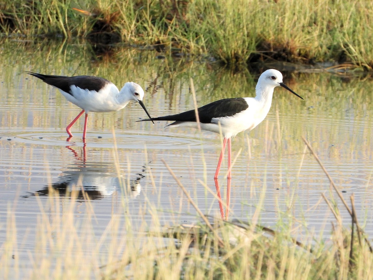 Zankaluze eurasiarra - ML646731816