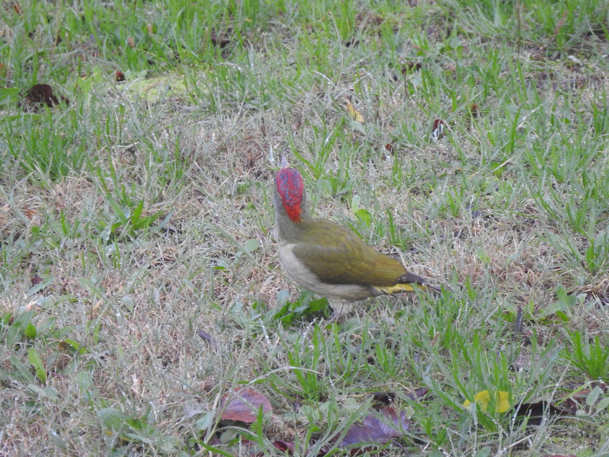 Iberian Green Woodpecker - ML646731820