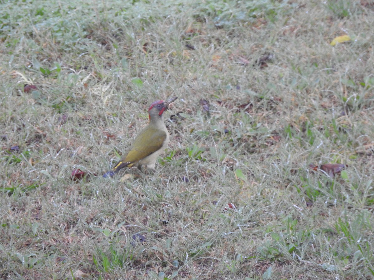 Iberian Green Woodpecker - ML646731821