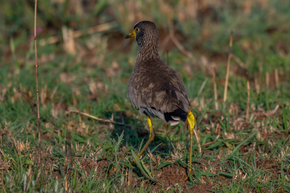 Wattled Lapwing - ML646731823