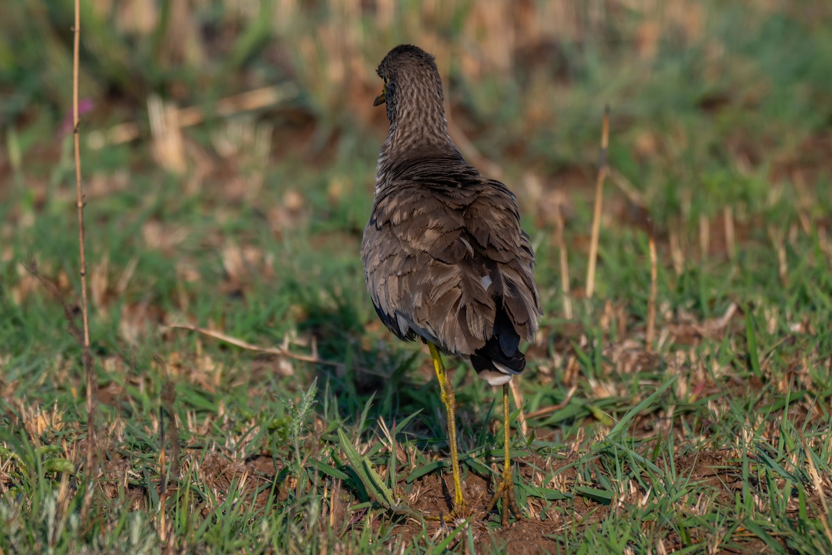 Wattled Lapwing - ML646731824