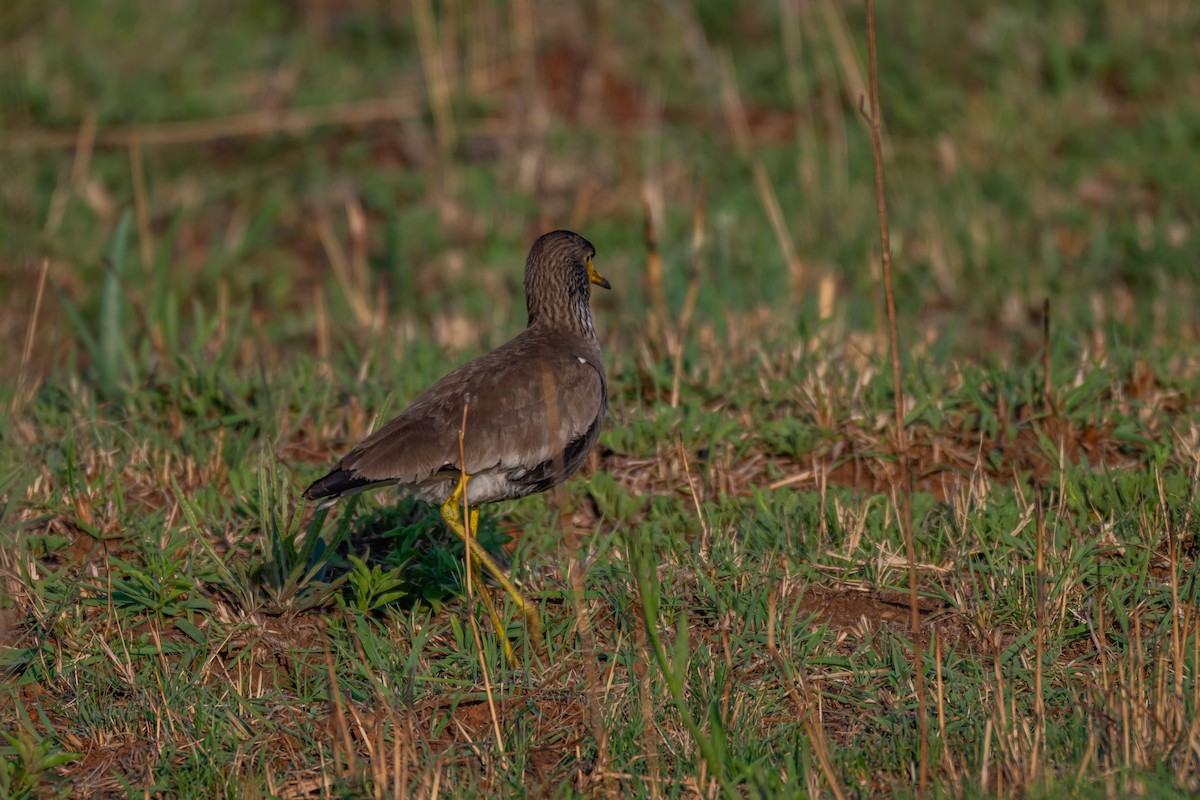 Wattled Lapwing - ML646731825