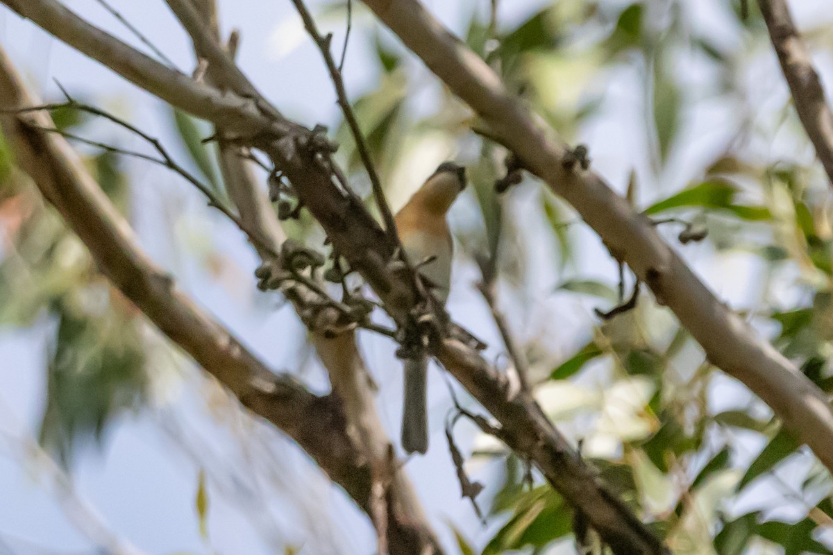 Leaden Flycatcher - ML646731844