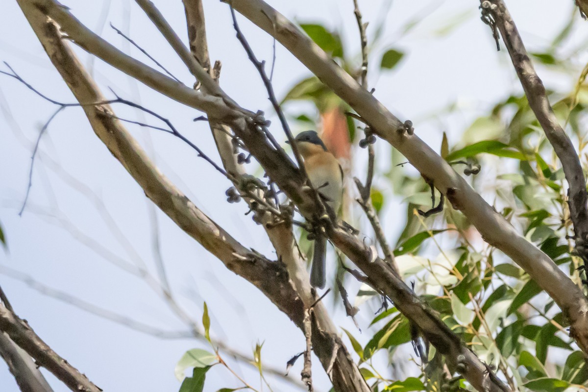 Leaden Flycatcher - ML646731845