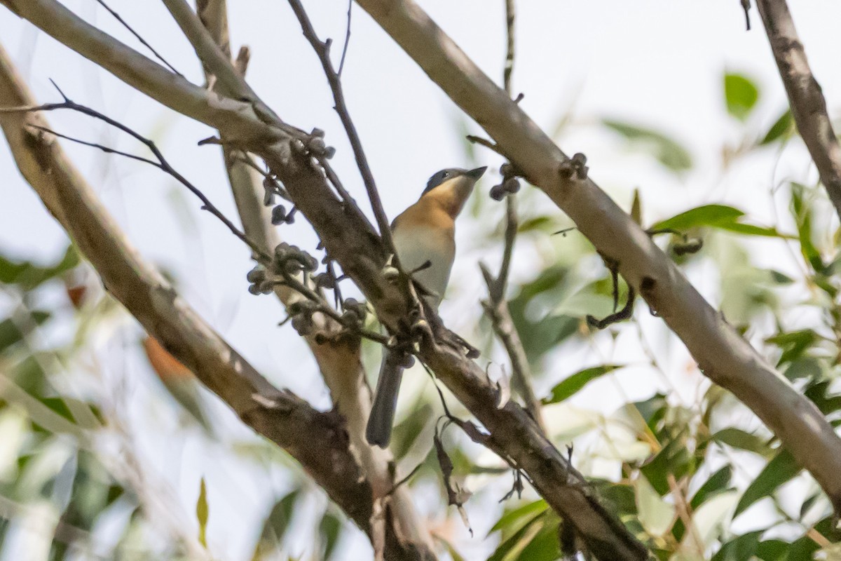 Leaden Flycatcher - ML646731848