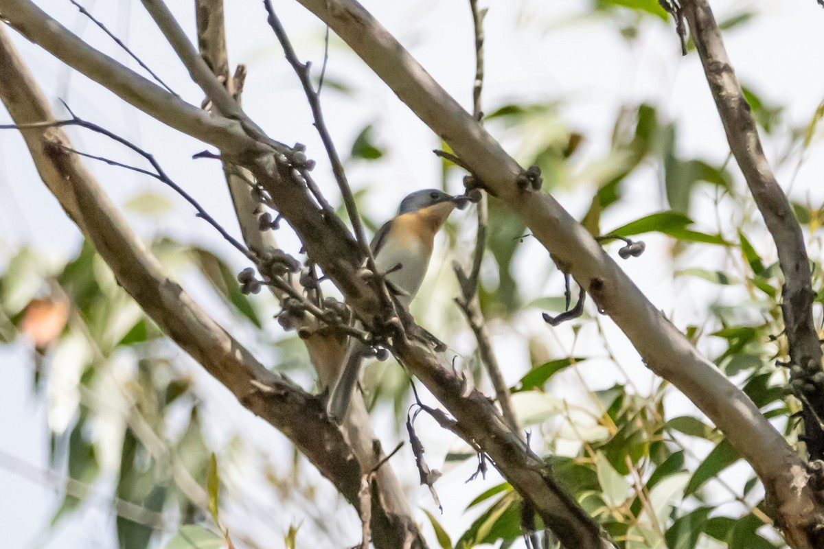 Leaden Flycatcher - ML646731849