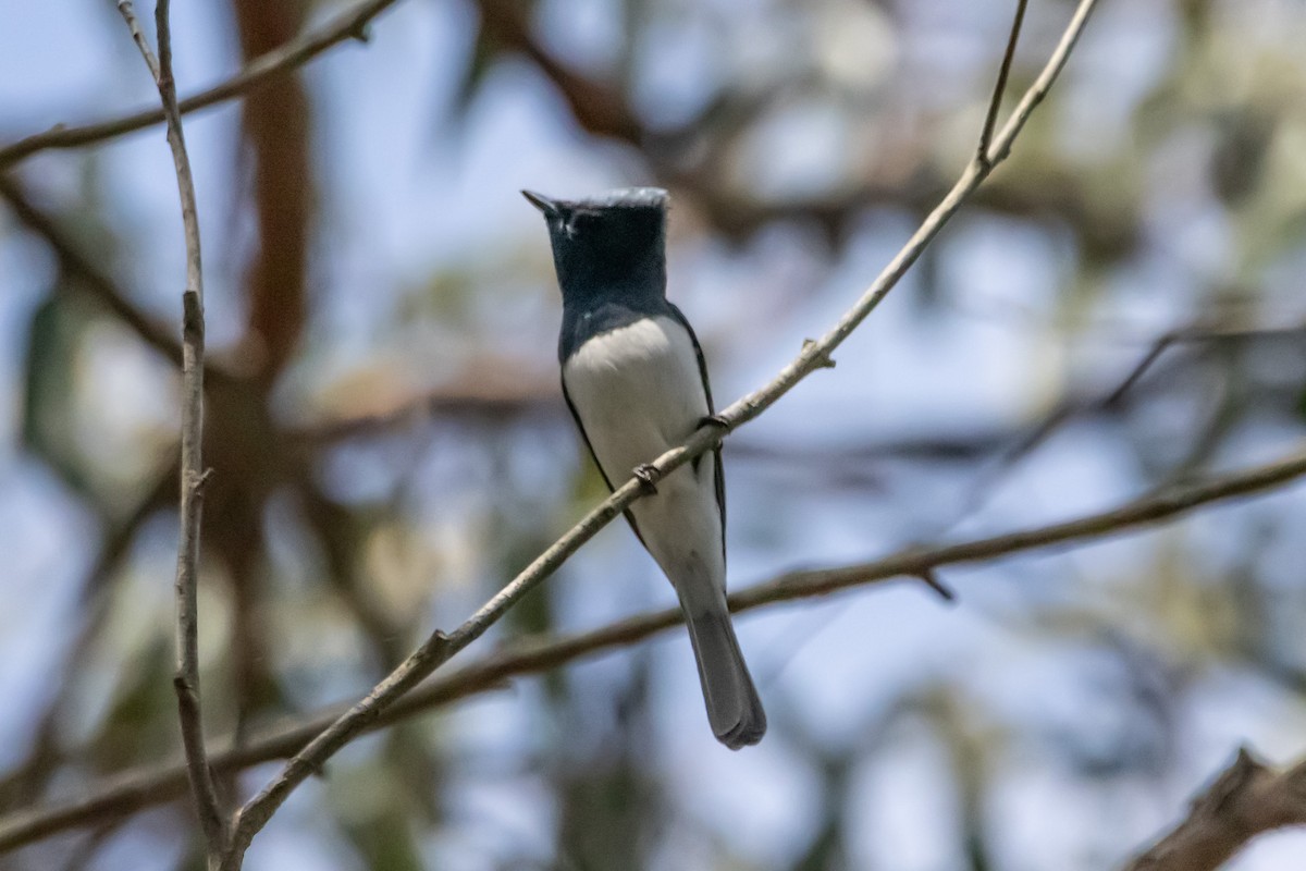 Leaden Flycatcher - ML646731850