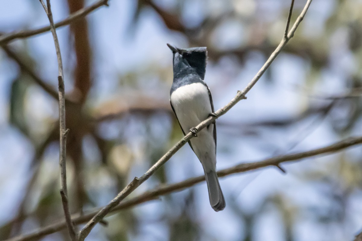 Leaden Flycatcher - ML646731851