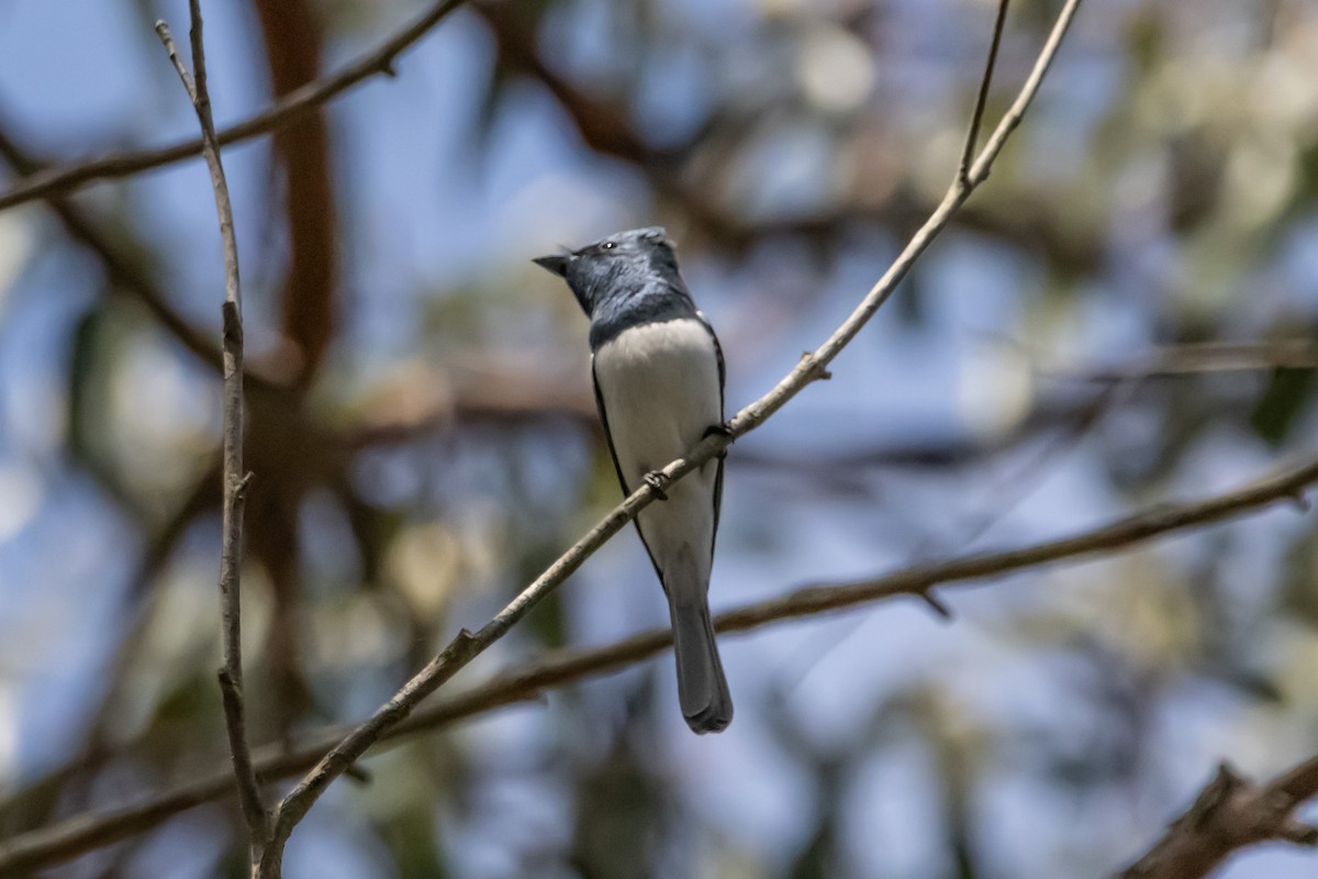 Leaden Flycatcher - ML646731852