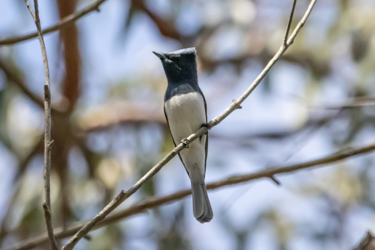 Leaden Flycatcher - ML646731853