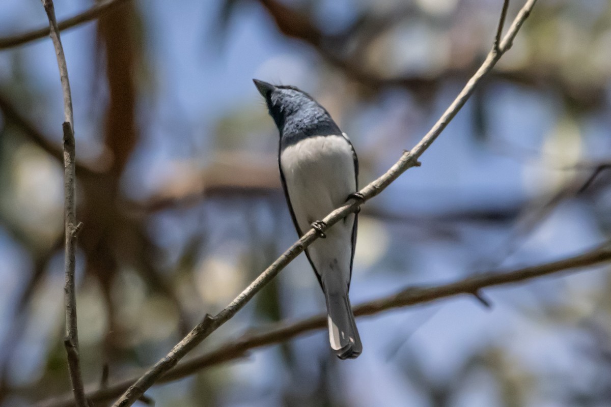 Leaden Flycatcher - ML646731856
