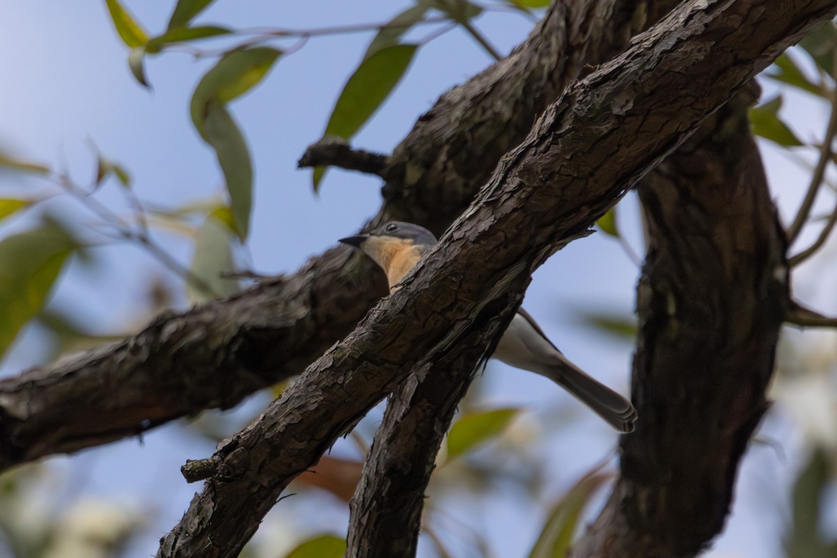 Leaden Flycatcher - ML646731858