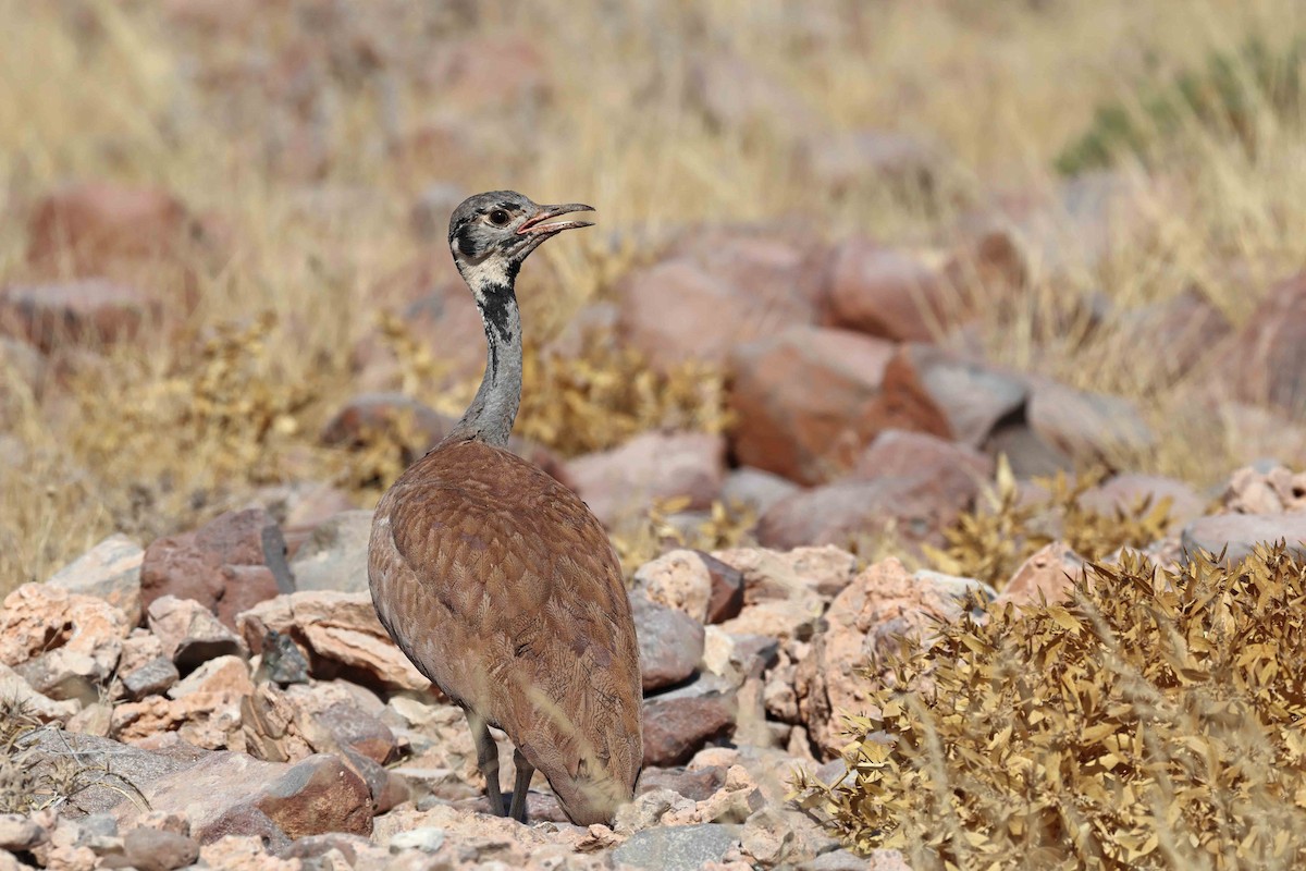 Rüppell's Bustard - ML646731859