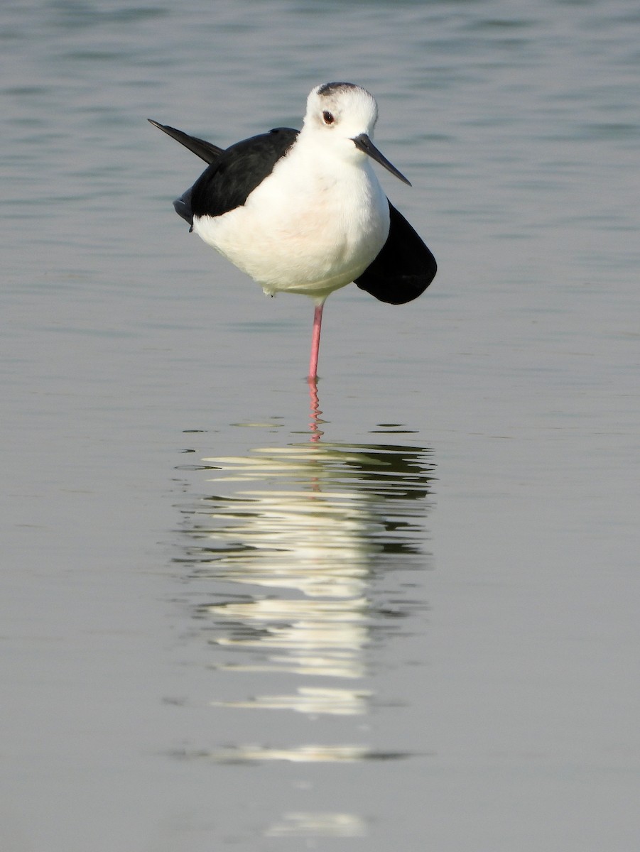 Zankaluze eurasiarra - ML646731861